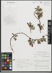 Foto von Salix retusa L. x Salix waldsteiniana Willd.